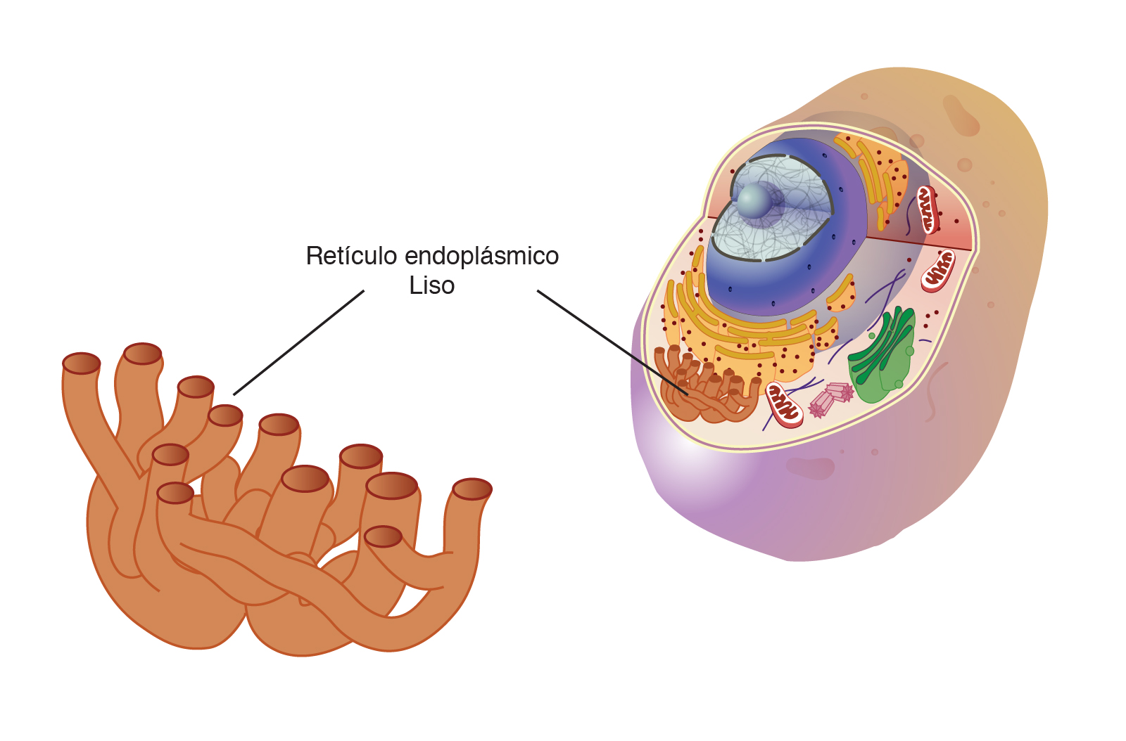  ___Reti__culo_endoplasma__tico__Liso_