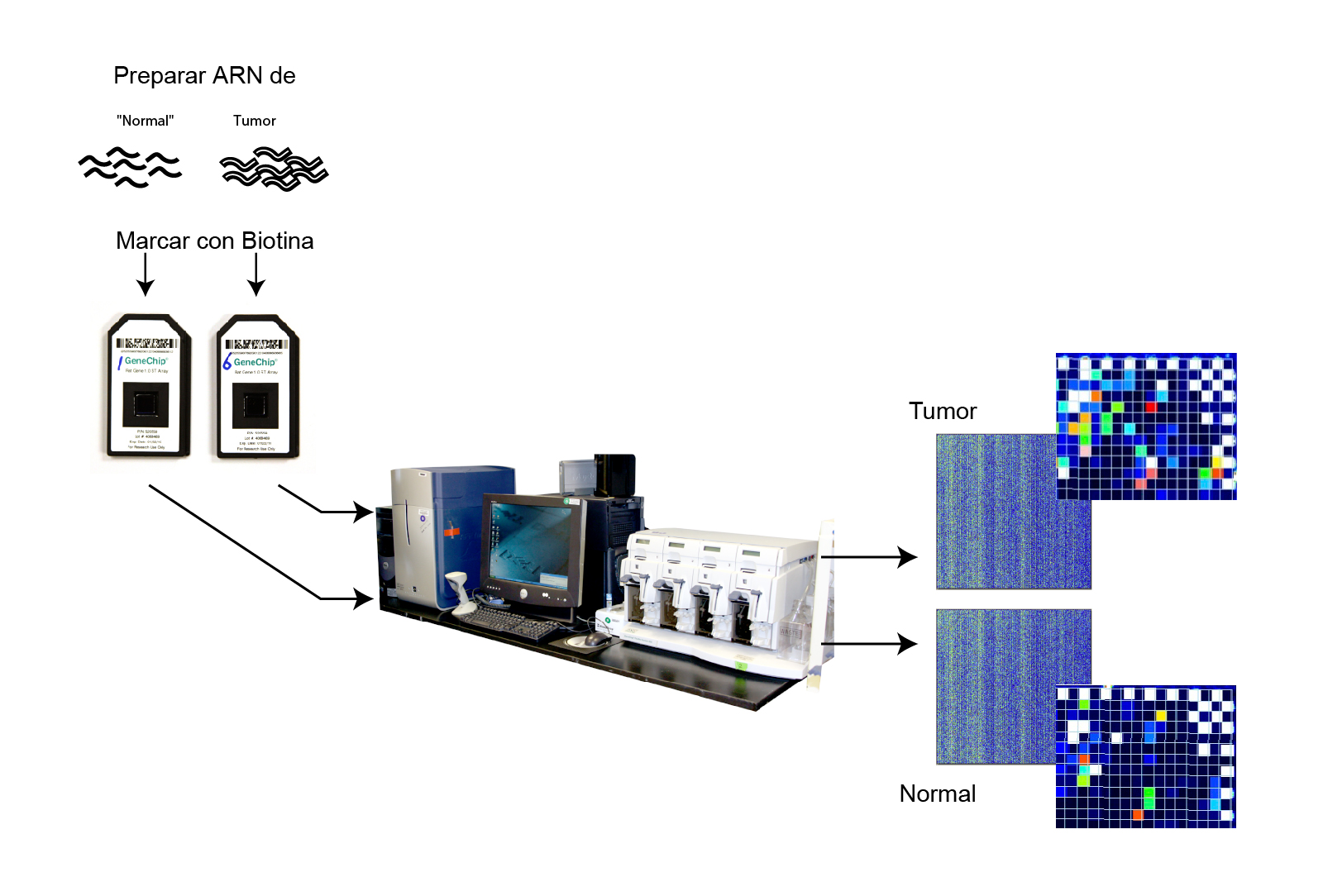 Tecnología de microarrays (chips de ADN o ARN) NHGRI