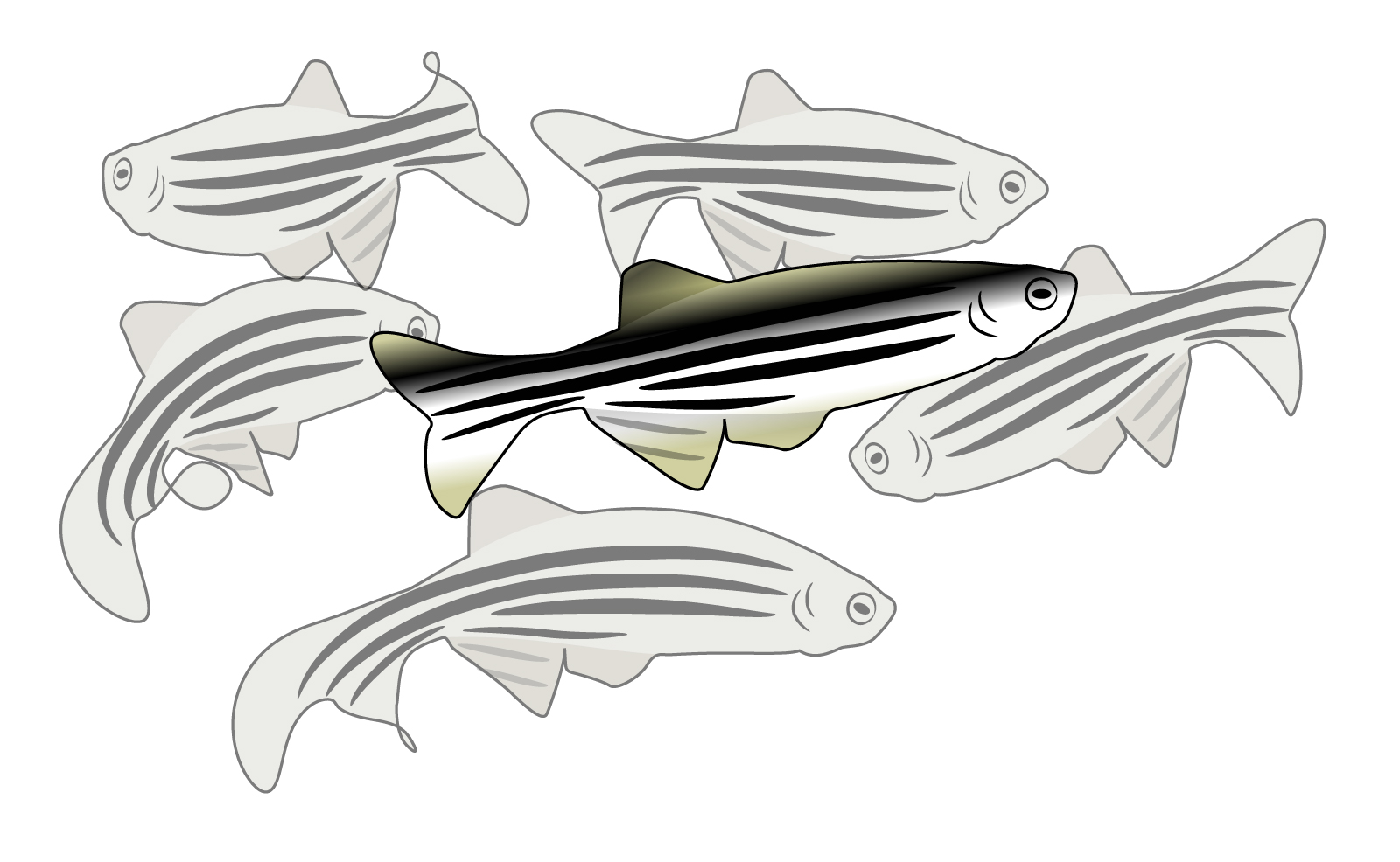  ___Zebrafish__El_pez_cebra_