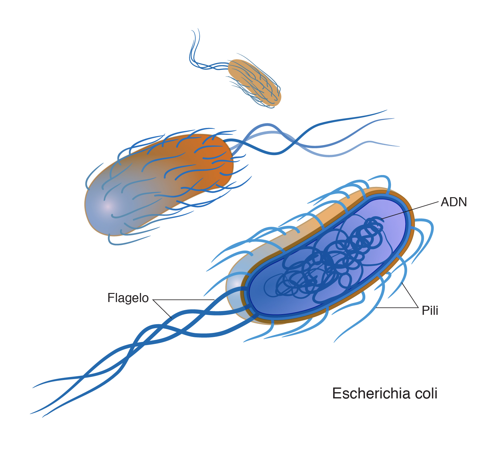 ¿Por qué las bacterias son células?