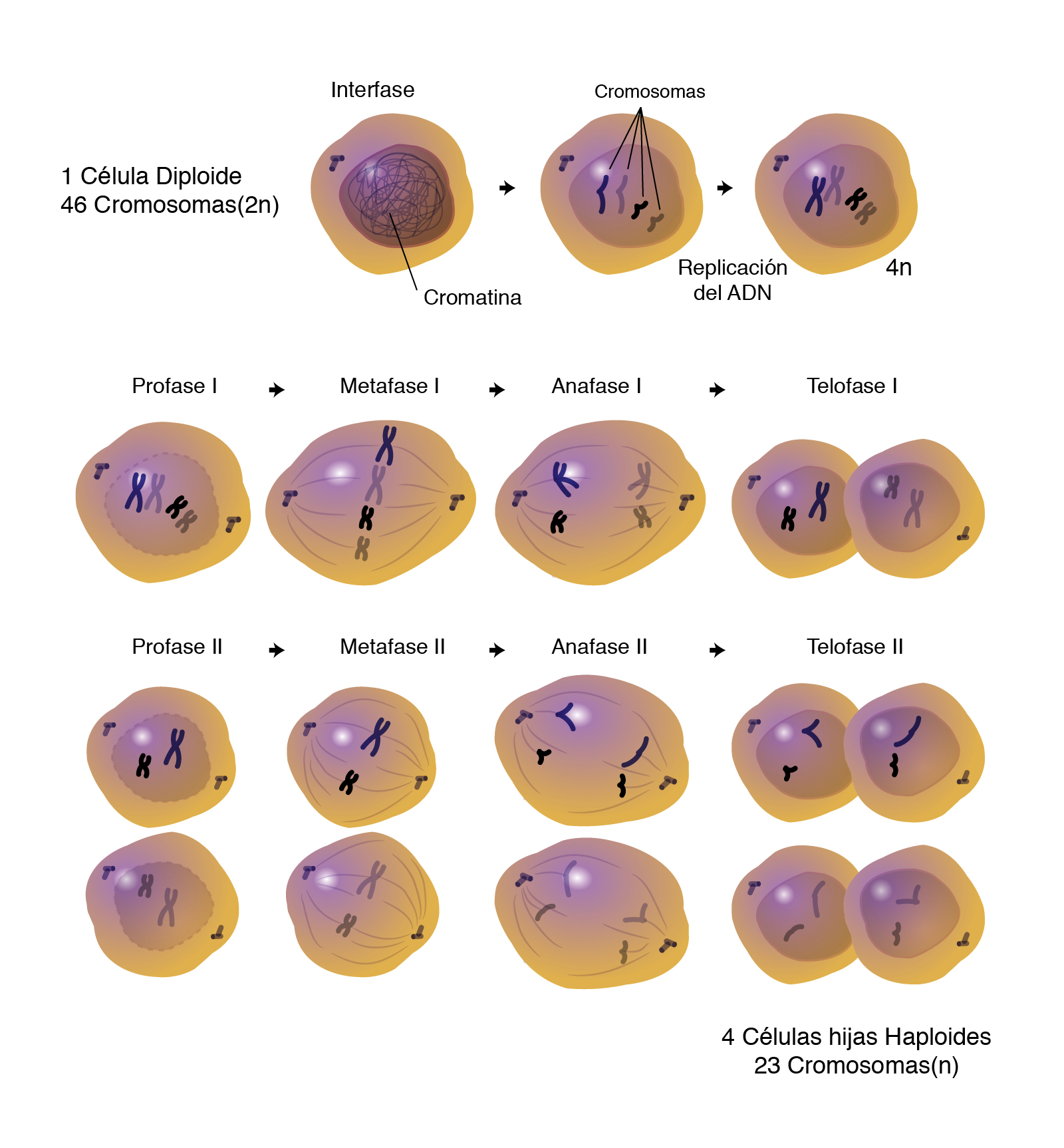 Que Es La Division Celular Por Mitosis Consejos Celulares