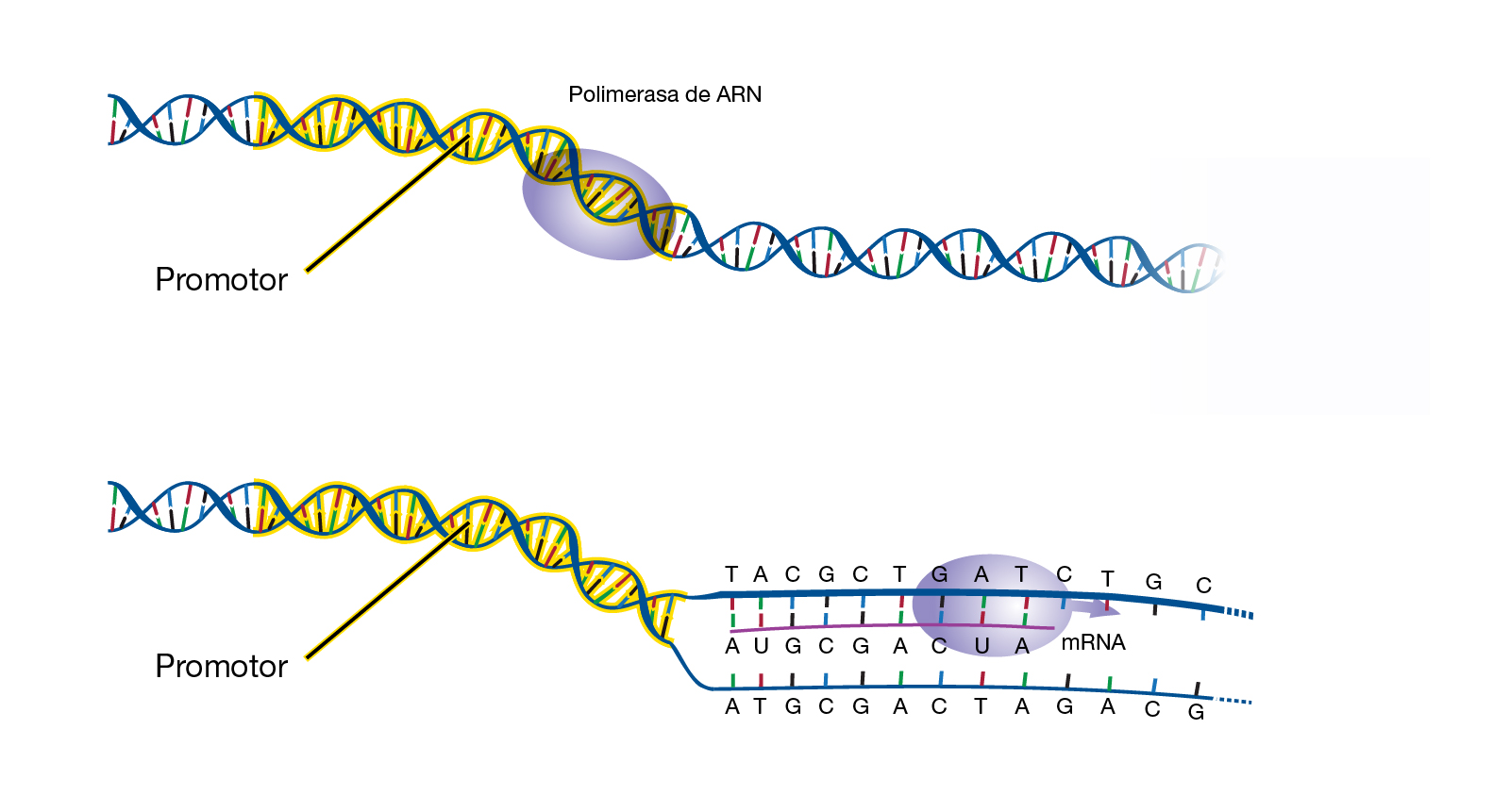 Транскрипция генома. Промотор ДНК. Транскрипция ДНК промотор. Сегменты ДНК. Полимераза и промотор.