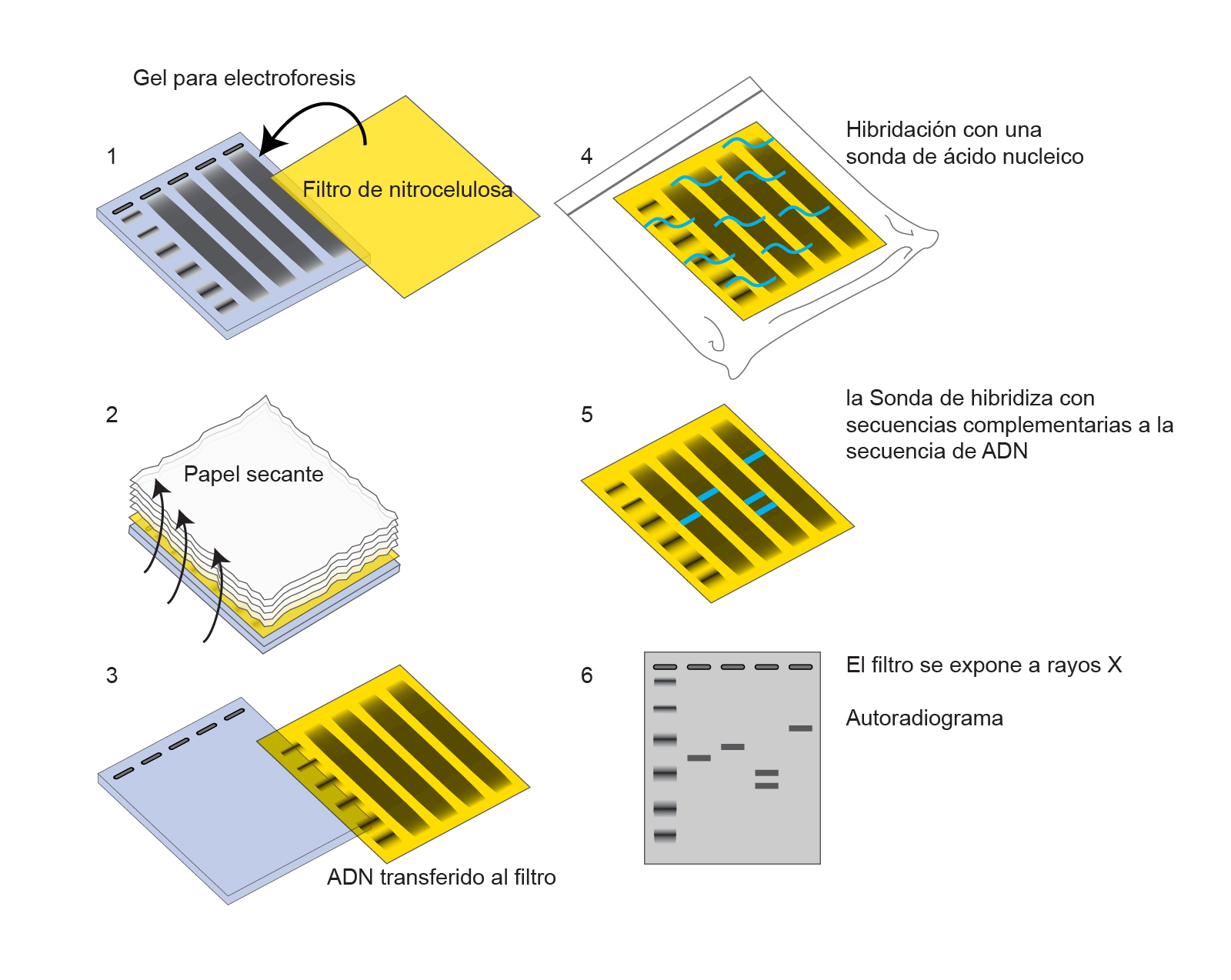 Différence Entre Southern Blot Et Northern Blot - Diverses Différences