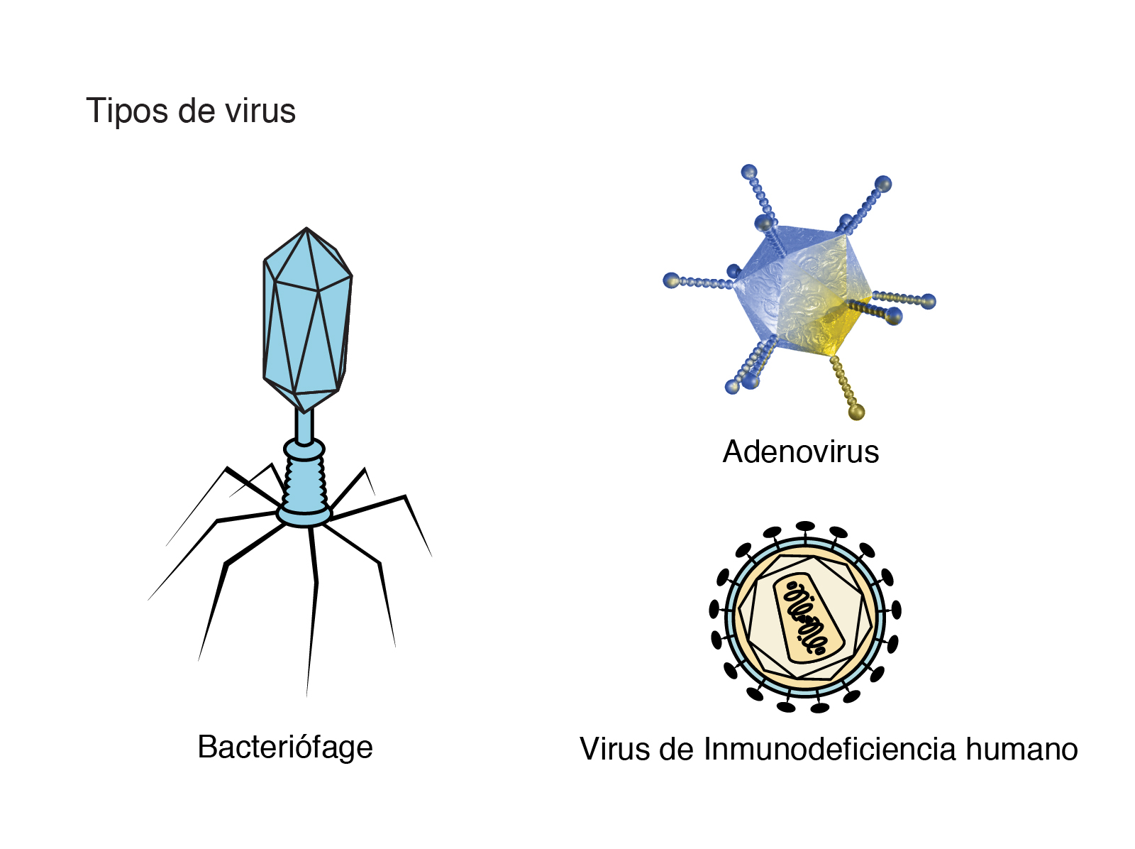 Resultado de imagen de virus imagenes